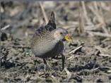 Spotted Crake