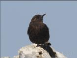 Female Black Wheatear