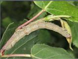 Rosy Underwing Larva