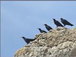 Red-billed Chough