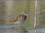 Snipe