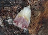 Beautiful Marbled
