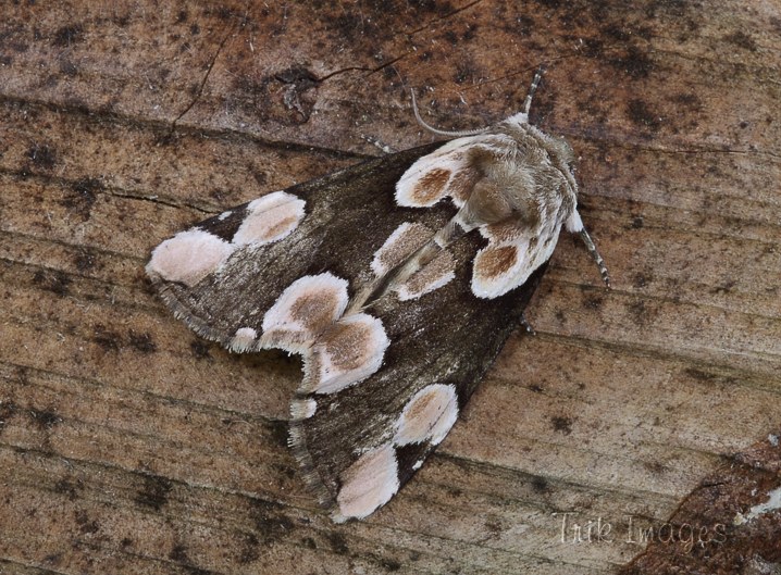 IMAGE: http://www.trikimages.co.uk/image/peach%20blossom.jpg