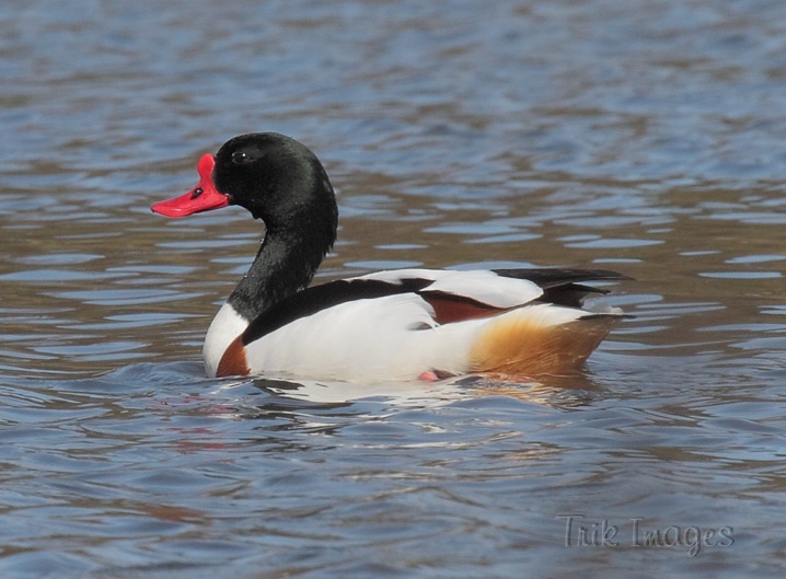 IMAGE: http://www.trikimages.co.uk/image/shelduck.jpg