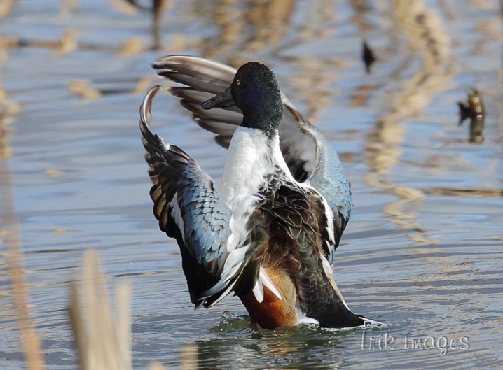 IMAGE: http://www.trikimages.co.uk/image/shoveler.jpg