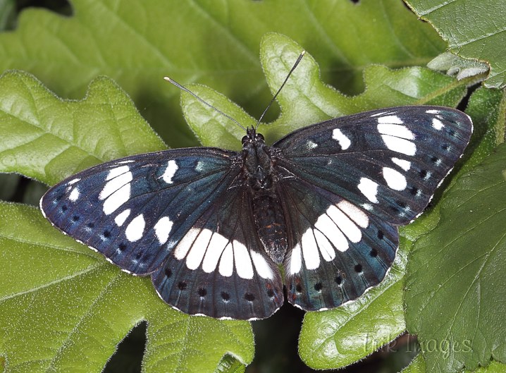 IMAGE: http://www.trikimages.co.uk/image/southern%20white%20admiral.jpg