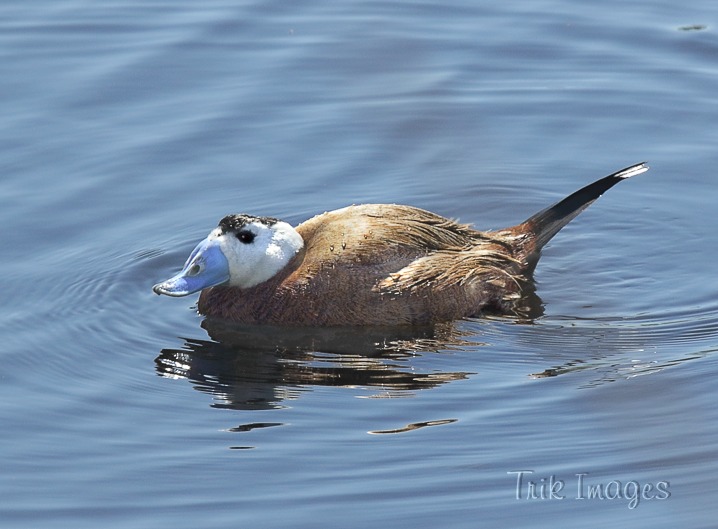 IMAGE: http://www.trikimages.co.uk/image/white-headed%20duck.jpg